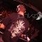 Dj-TRL
