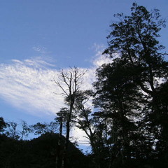 Nalca Asesina, Los árboles negros.