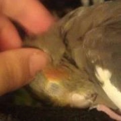 Charlene Adzima Michaels