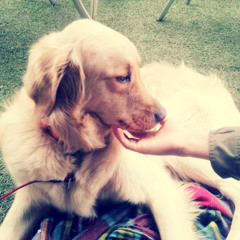 잔혹한천사의테제(피아노ver)