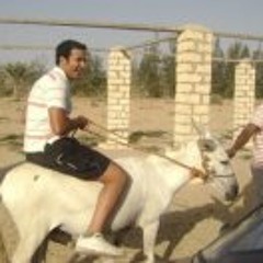 Aly Shamseddin