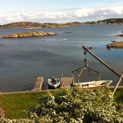 havskatt