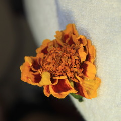 marhoon8