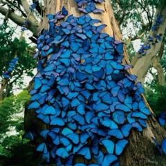 sdperkins4@verizon.net