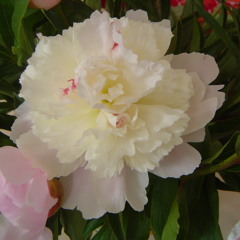 under the cherry trees