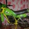 Dams Marcantoni