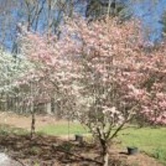 Deanna Gobert Johnson