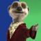 musical_meerkat