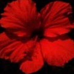 my heart's love songs