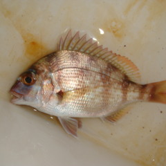 flickering world 明滅するセカイ