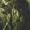 Forest Bum[PlantationRec]