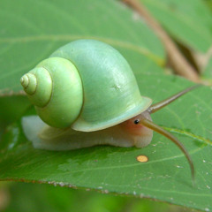 snailcast