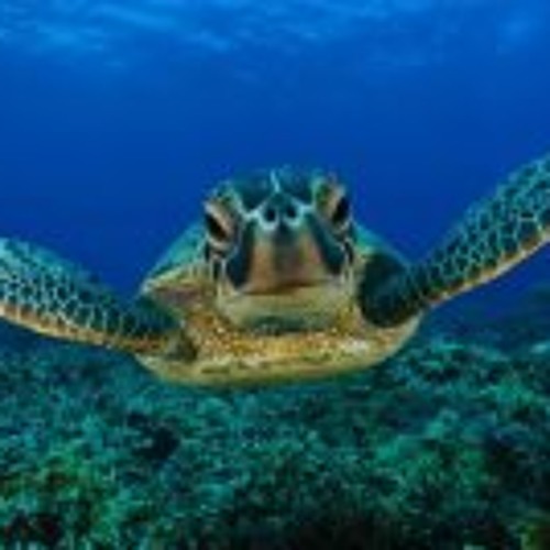 calyptratus