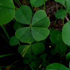 Acoustic guitar cover