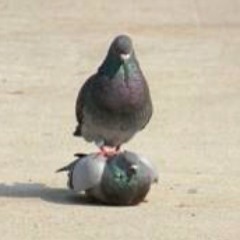 他人の金で焼き肉が食べたい