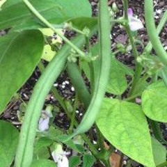 Hayley Faulkner Entrekin