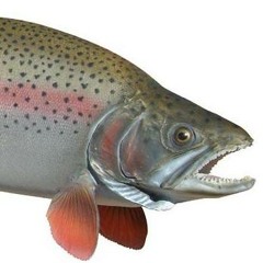 Slender Trout