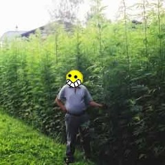 NutzHans