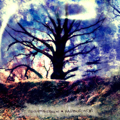 Labirinto di Specchi