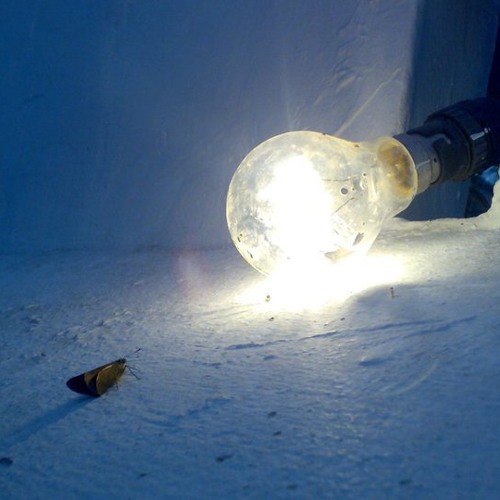 الله أكبر رغم الجرح والضرر