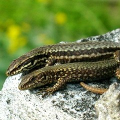 progi