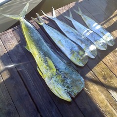 Mark Skipper Moynihan