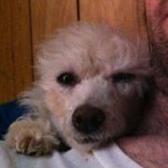 Jesse J. Geary-Jeffery