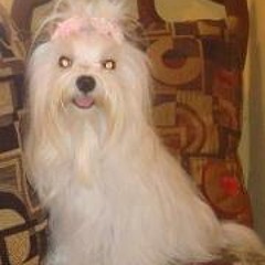 Gladys Margarita