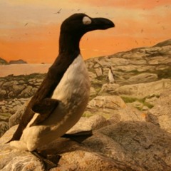 QueDuhSka På Silda juli 2012