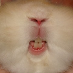 WhiteRabbit Tricks