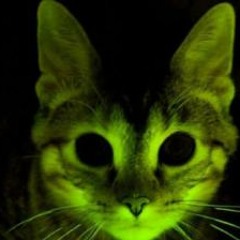 Cat is The Administrator