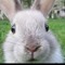 mrpenguinrabbit