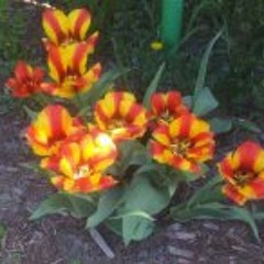 Arielle Grenier-Brazeau