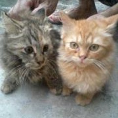 Muhammad Azim Hussein