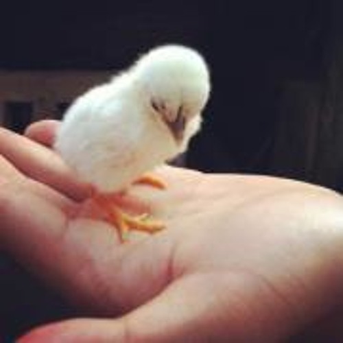 Có khi nào rời xa