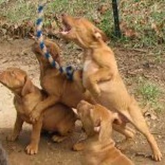 Pauly Glen Dubsteppa