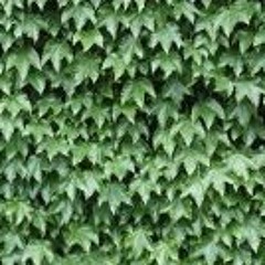 Jaume Planas Lanaspa