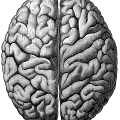 CEREBRUM F.M.