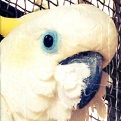 nico.