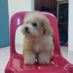 Zai Yee