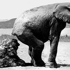 Dr. Shit and the Fucks