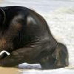 Jacqueline Laferriere 1