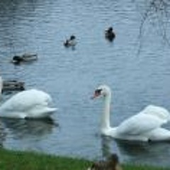 Elena Alyona Ivanova