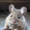 mouse1982