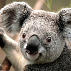Koala Tyreke