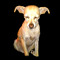 Mexican Greyhound