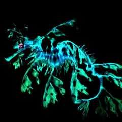 The Leafy Sea Dragons