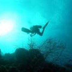 Berteld Van de Velde