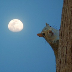 Defsquirrel