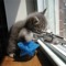 psychocat